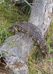 Stumpy-tailed Lizard