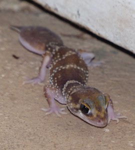 Barking Gecko