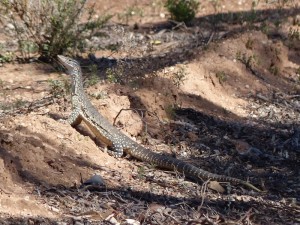 Sand Goanna