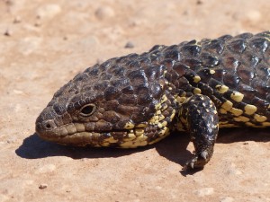 Stumpy-tailed Lizard