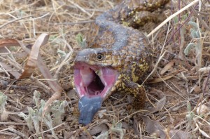 Stumpy-tailed Lizard