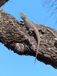 Bearded Dragon