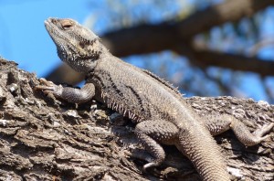 Bearded Dragon