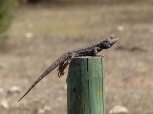 Bearded Dragon