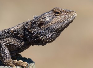 Bearded Dragon