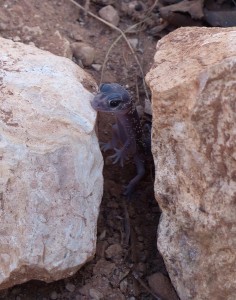 Barking Gecko