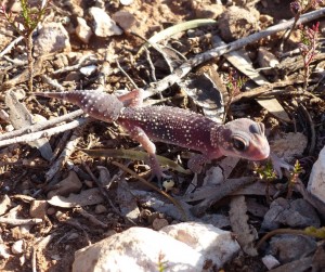 Barking Gecko