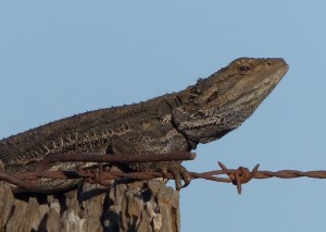 Bearded Dragon