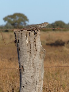 Bearded Dragon