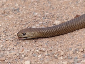 Brown Snake