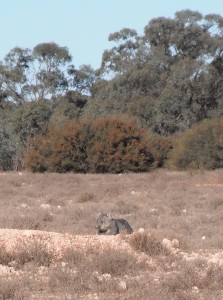 Southern Hairy-nosed Wombat