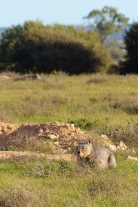 Southern Hairy-nosed Wombat