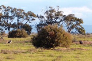 Southern Hairy-nosed Wombats