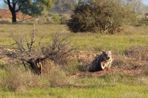 Southern Hairy-nosed Wombat