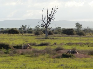 Southern Hairy-nosed Wombats