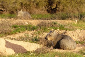 Southern Hairy-nosed Wombats