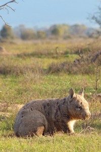 Southern Hairy-nosed Wombat