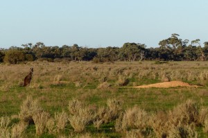 Southern Hairy-nosed Wombat and Western Grey Kangaroo