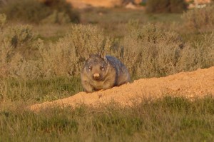 Southern Hairy-nosed Wombat