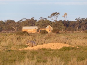 Southern Hairy-nosed Wombat