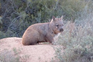 Southern Hairy-nosed Wombat