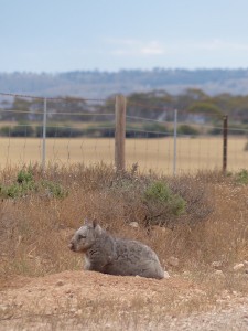 Southern Hairy-nosed Wombat