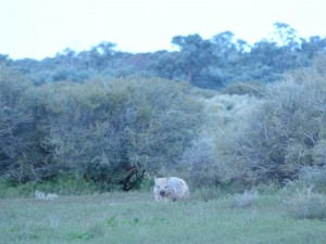 Southern Hairy-nosed Wombat