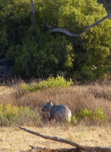 Southern Hairy-nosed Wombat