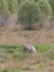 Southern Hairy-nosed Wombat