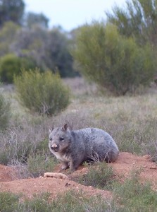 Southern Hairy-nosed Wombat